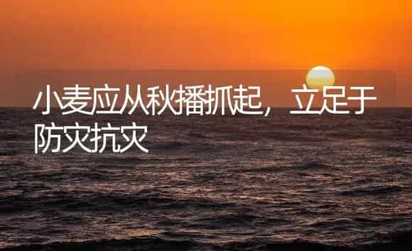 小麦应从秋播抓起，立足于防灾抗灾 | 农作物种植