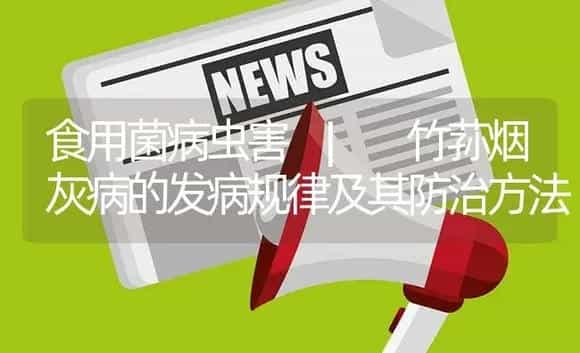 竹荪烟灰病的发病规律及其防治方法 | 菌菇种植