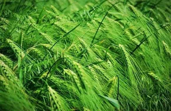 青稞倒伏起因及防治和治疗对策