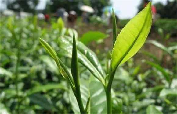 毛尖茶的栽培管理要点