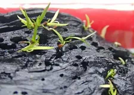 盆景知识 | 种菖蒲用什么土栽——菖蒲养殖土分析