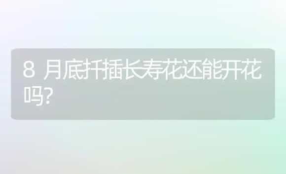 8月底扦插长寿花还能开花吗？ | 多肉养殖