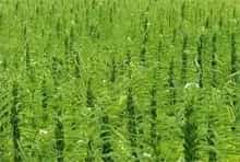 芝麻种植:夏芝麻缺苗原因及对策