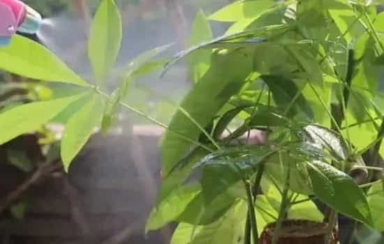 盆栽浇水 | 发财树夏天浇水要浇透吗 竟然很多人都不知道