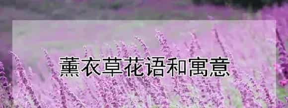 薰衣草花语和寓意
