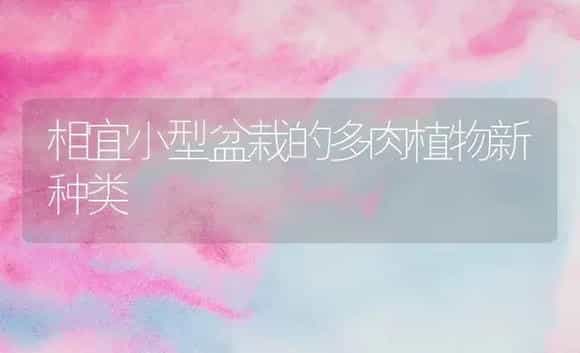 相宜小型盆栽的多肉植物新种类 | 家庭养花