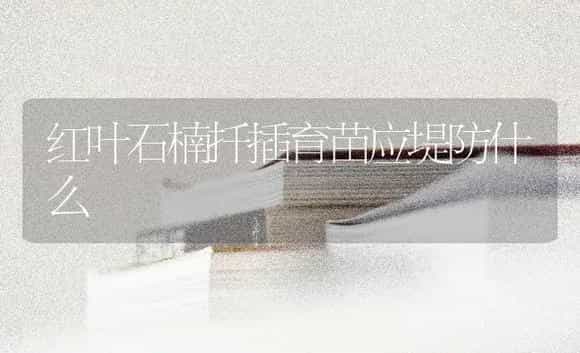 红叶石楠扦插育苗应堤防什么 | 特种种植