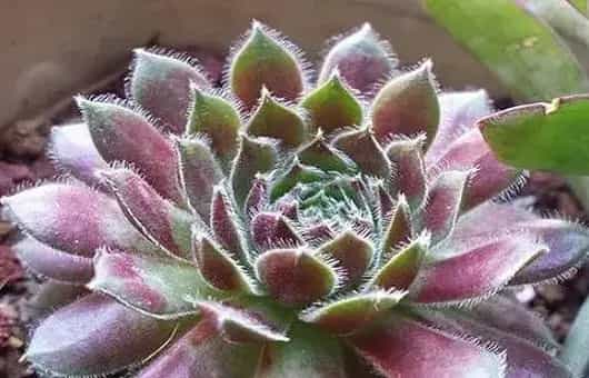 景天科植物生存环境特点及栽培技巧