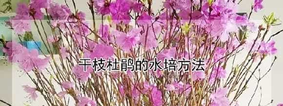 干枝杜鹃的水培方法