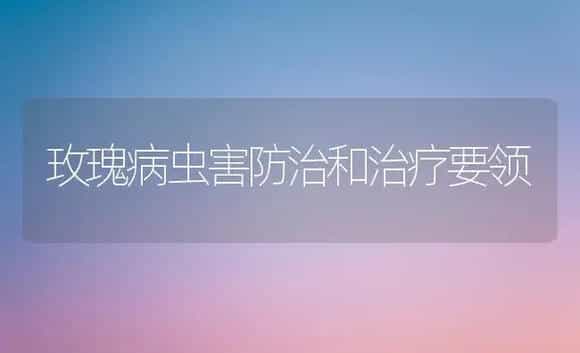玫瑰病虫害防治和治疗要领 | 家庭养花