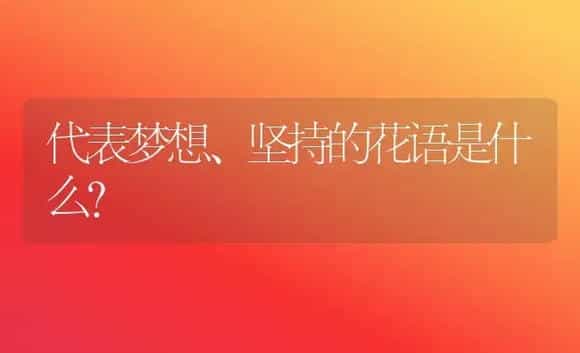 代表梦想、坚持的花语是什么? | 绿植常识