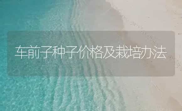 车前子种子价格及栽培办法 | 药材种植