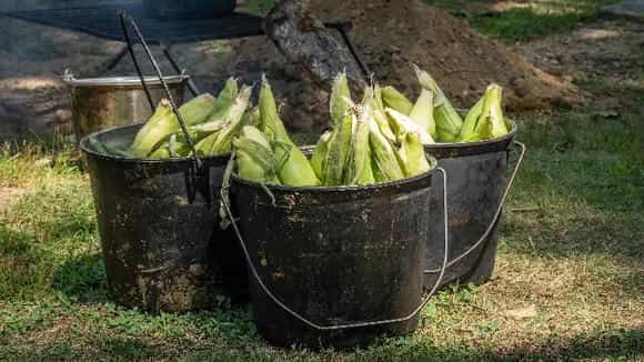 嘉华甜糯8号 | 甜糯玉米品种