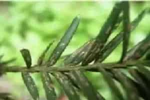 红豆杉黄叶原因及解决方法