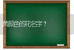 黄颜色的花名字？