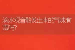 滴水观音散发出来的气味有毒吗？