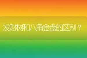 发财树和八角金盘的区别？