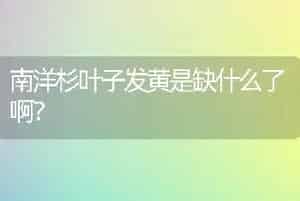 南洋杉叶子发黄是缺什么了啊？