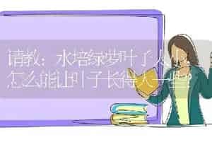 虎耳草广东叫什么？