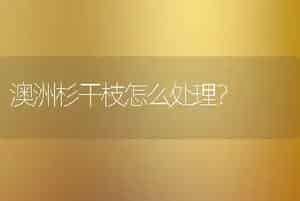 澳洲杉干枝怎么处理？