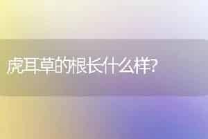 虎耳草的根长什么样？