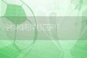 冷杉和南洋杉区别？