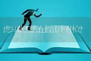 虎耳草怎么在假山上种植？