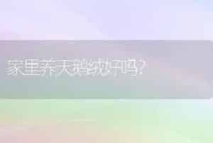 家里养天鹅绒好吗？