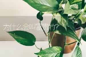 为什么会叫富贵竹？