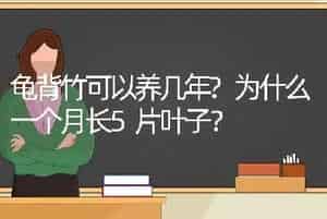龟背竹可以养几年?为什么一个月长5片叶子？
