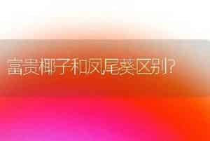 富贵椰子和凤尾葵区别？