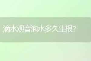 滴水观音泡水多久生根？