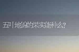 五叶地锦的果实能种么？