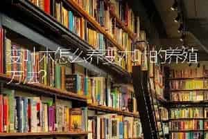 变叶木怎么养变木叶的养殖方法？