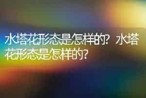 水塔花形态是怎样的?水塔花形态是怎样的？