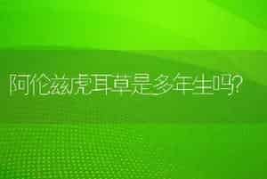 阿伦兹虎耳草是多年生吗？