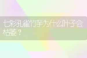 七彩孔雀竹芋为什么叶子会枯萎？
