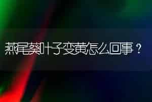 燕尾葵叶子变黄怎么回事？