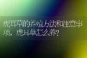 虎耳草的养殖方法和注意事项，虎耳草怎么养？
