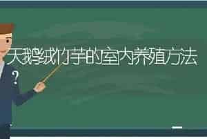 天鹅绒竹芋的室内养殖方法？