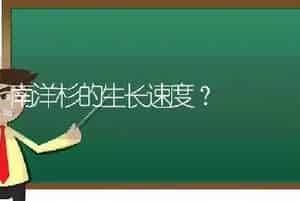 南洋杉的生长速度？