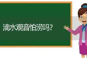 滴水观音怕涝吗？