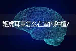 姬虎耳草怎么在室内种植？