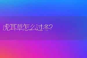 虎耳草怎么过冬？