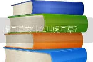 虎耳草为什么叫虎耳草？