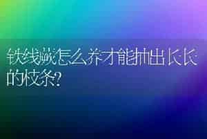 铁线蕨怎么养才能抽出长长的枝条？