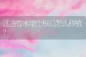 在南方生长的有哪些植物？