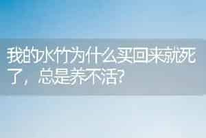 我的水竹为什么买回来就死了，总是养不活？
