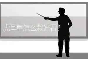 虎耳草怎么栽好看？