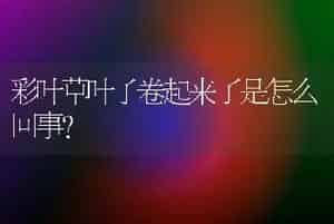 彩叶草叶子卷起来了是怎么回事？